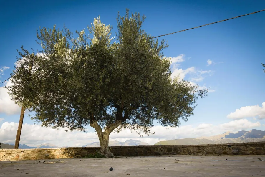 Η ελιά στην άκρη της αυλής